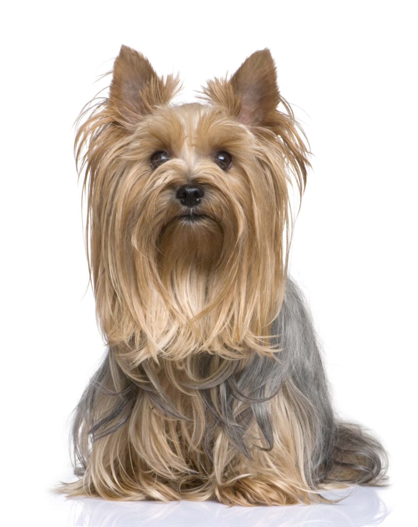 Yorkiepoo