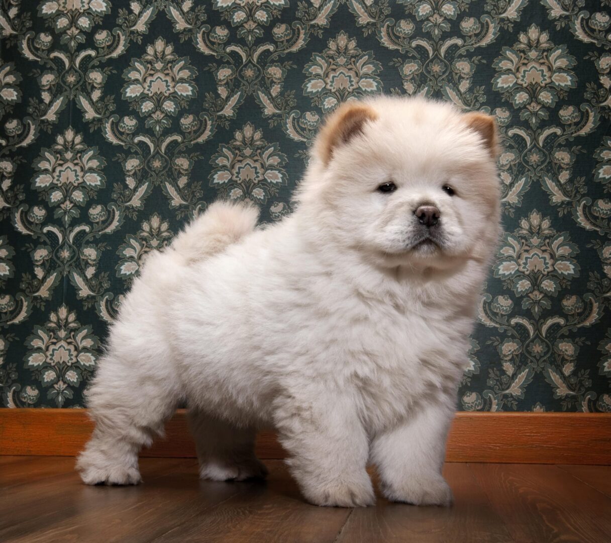 Chow Chow