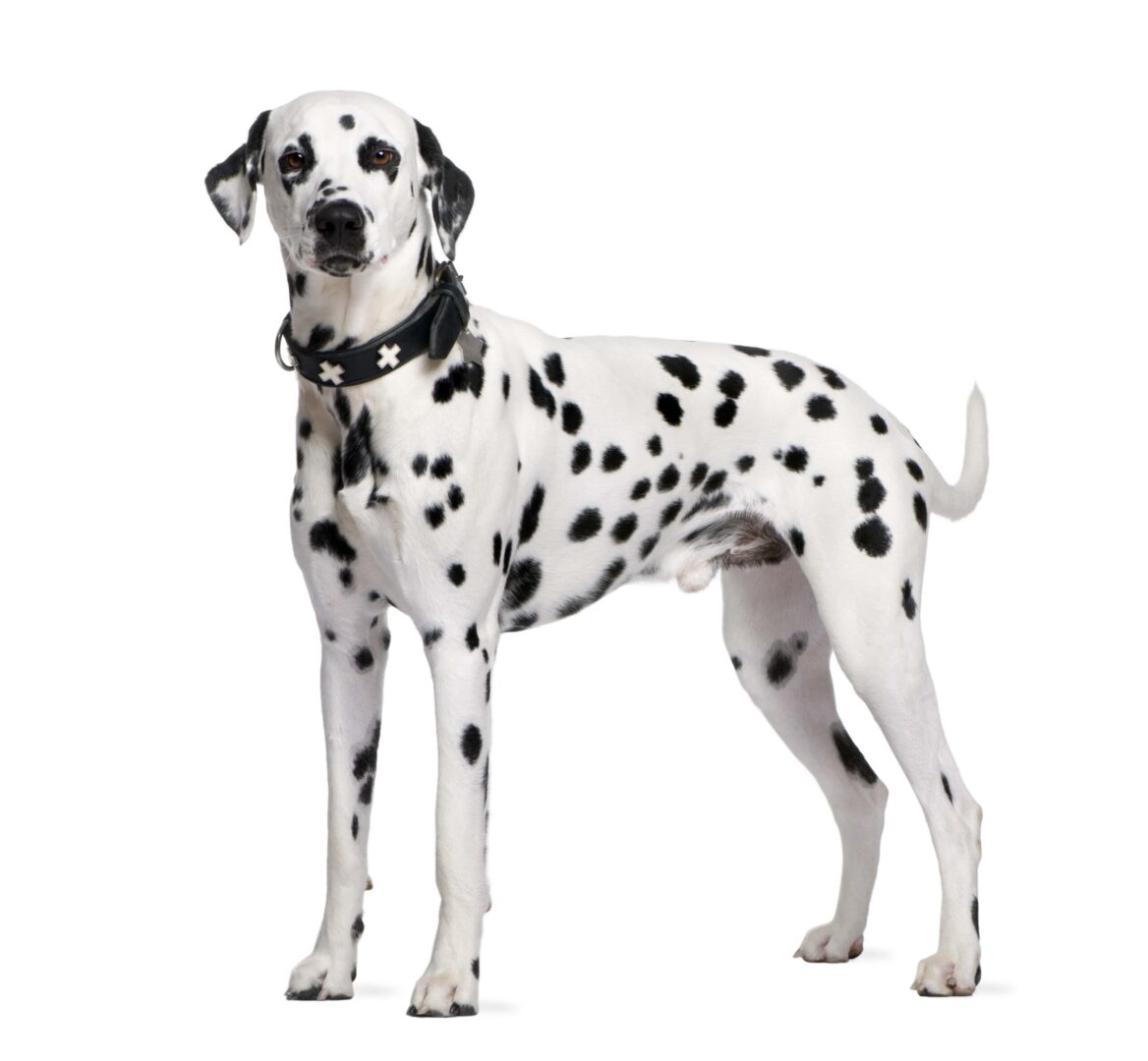 Dalmatian