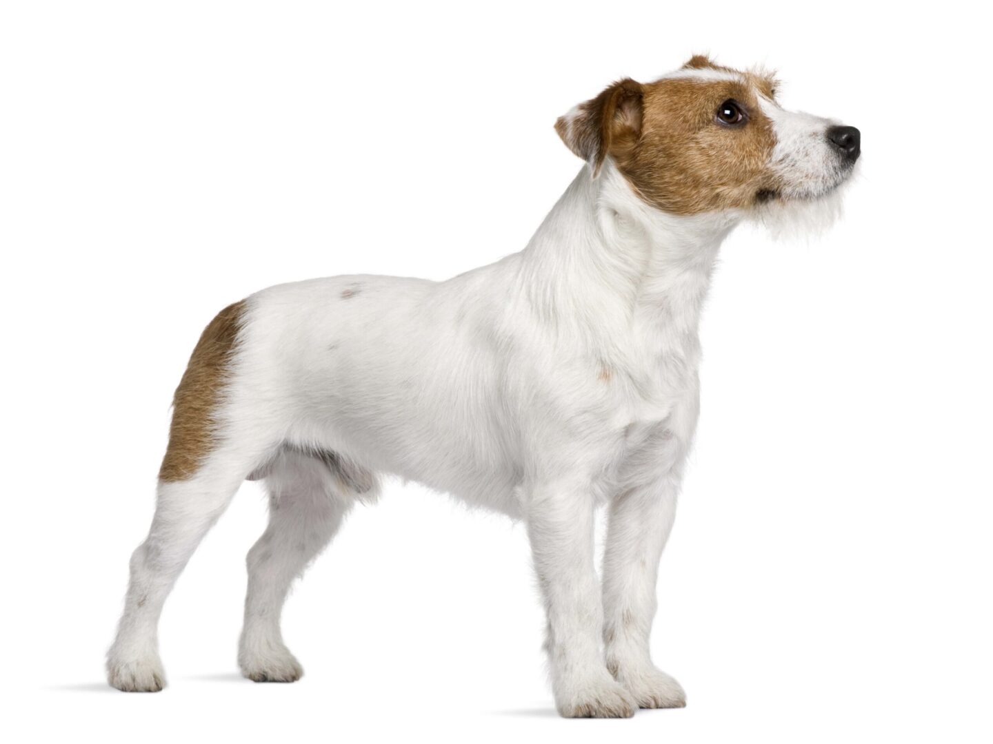 Jack Russell Terrier