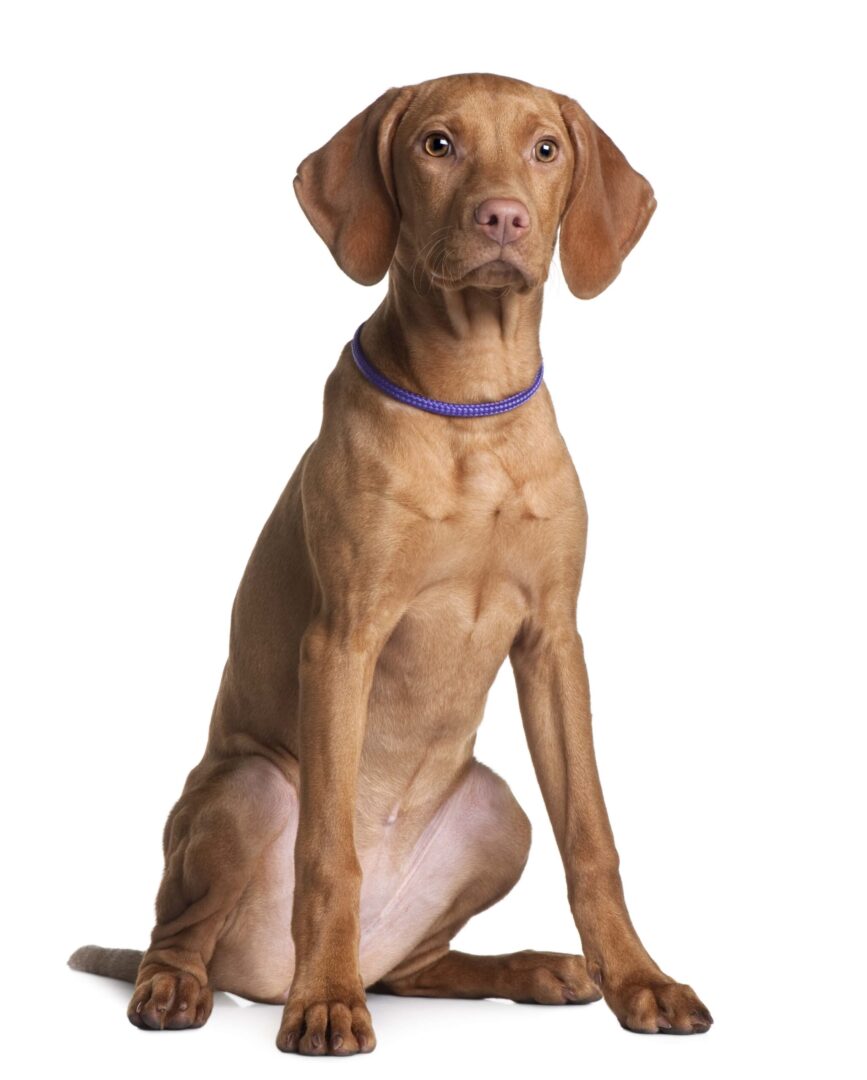 Vizsla