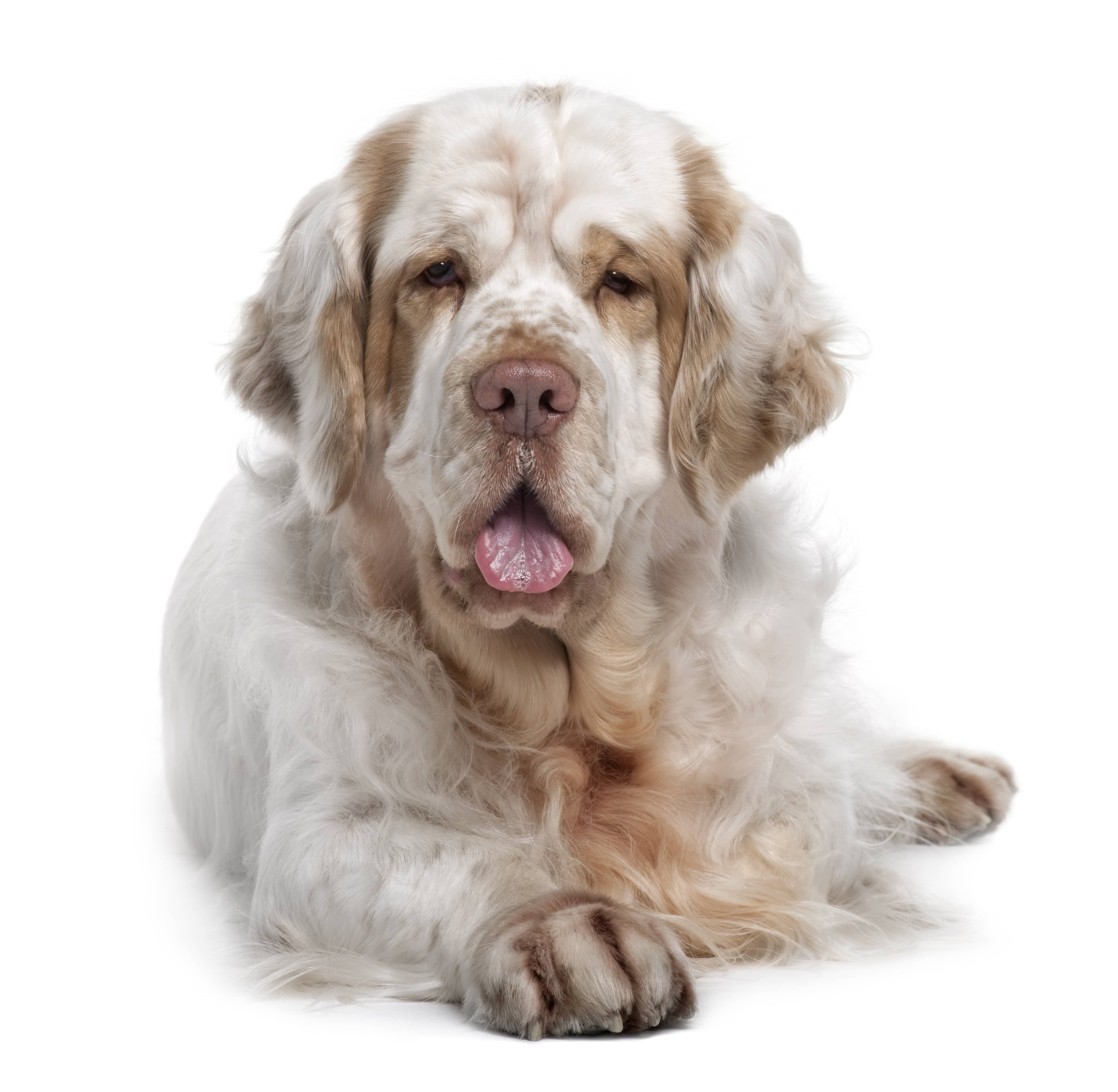 Clumber Spaniel