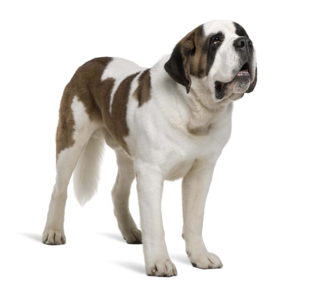 Saint Bernard