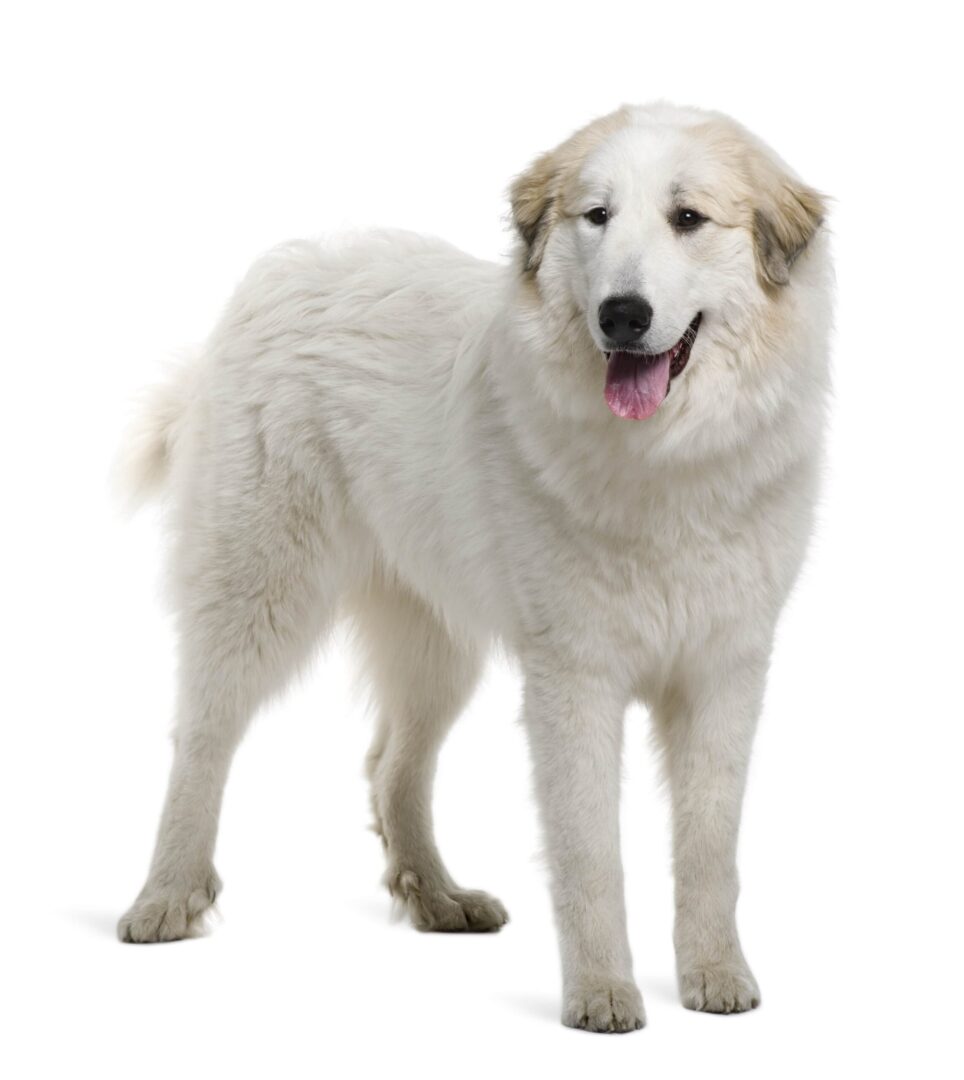 Great Pyrenees