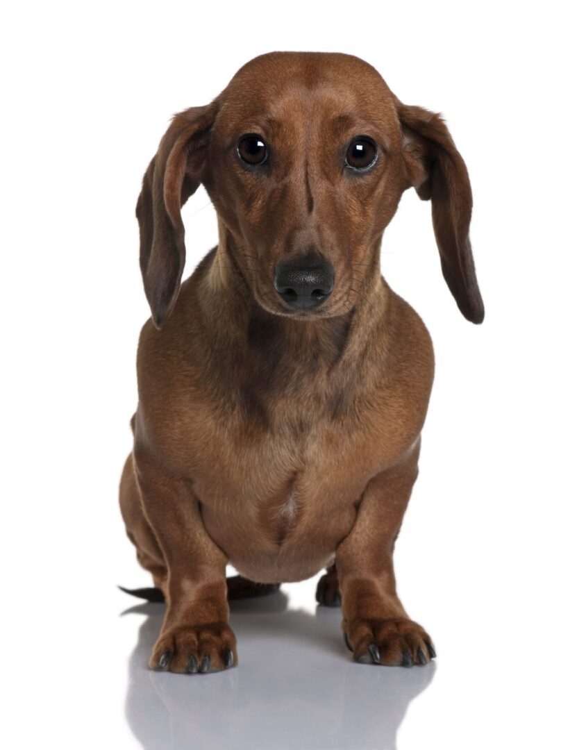 Dachshund