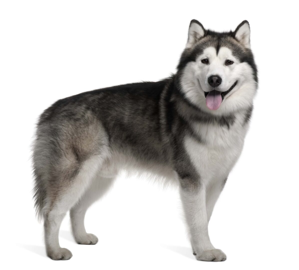 Malamute