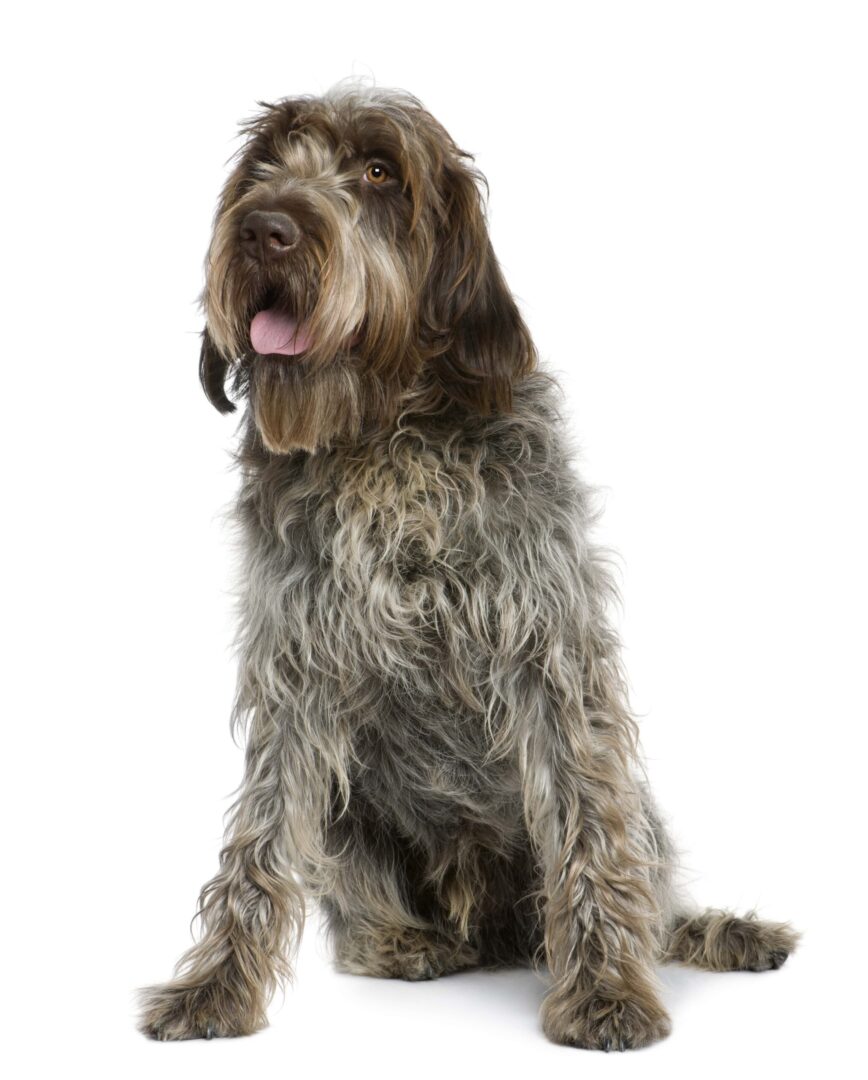 Wirehaired Pointing Griffon