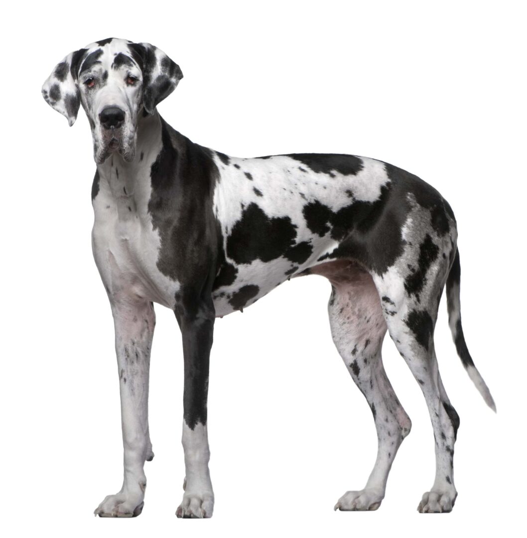 Great Dane