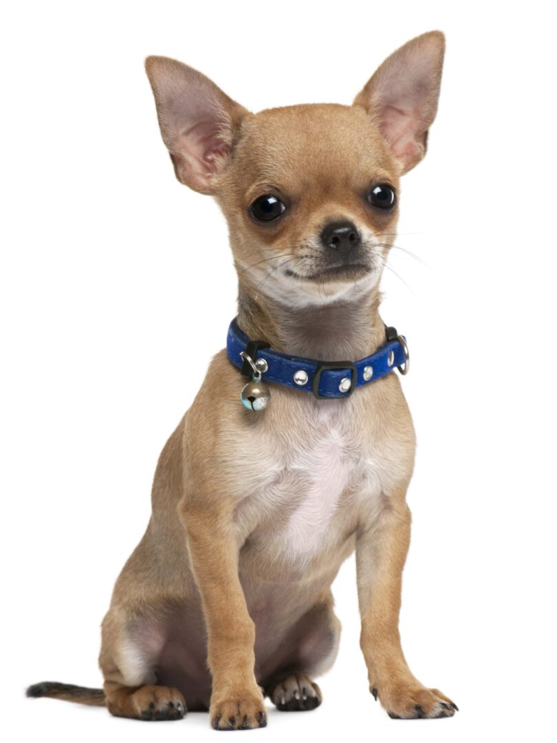 Chihuahua