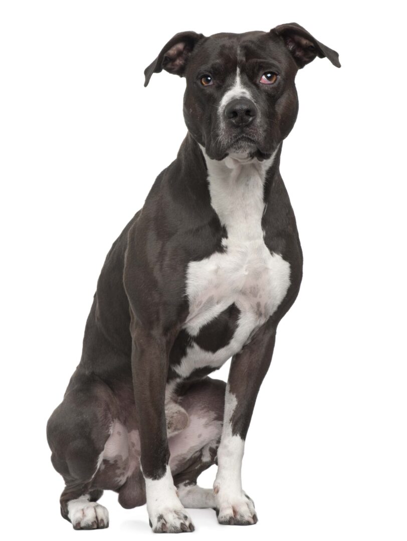 American Pit Bull Terrier