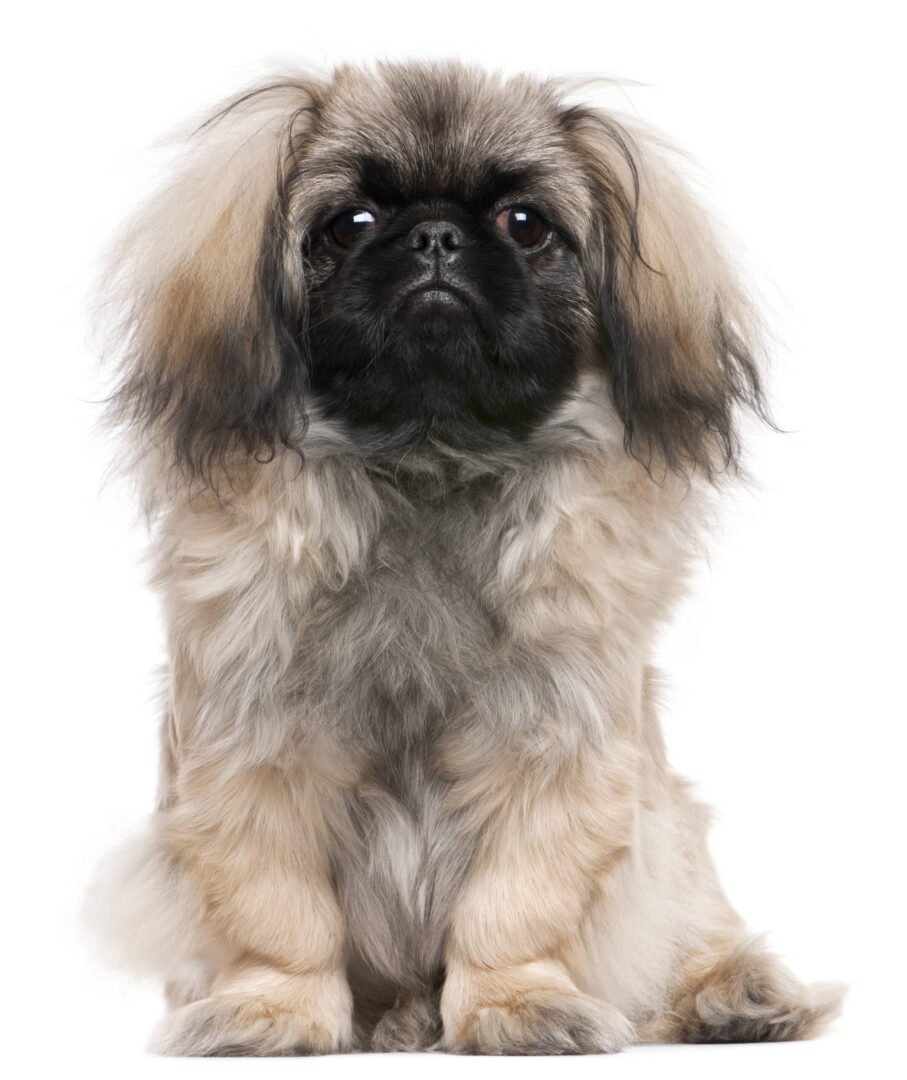 Pekingese