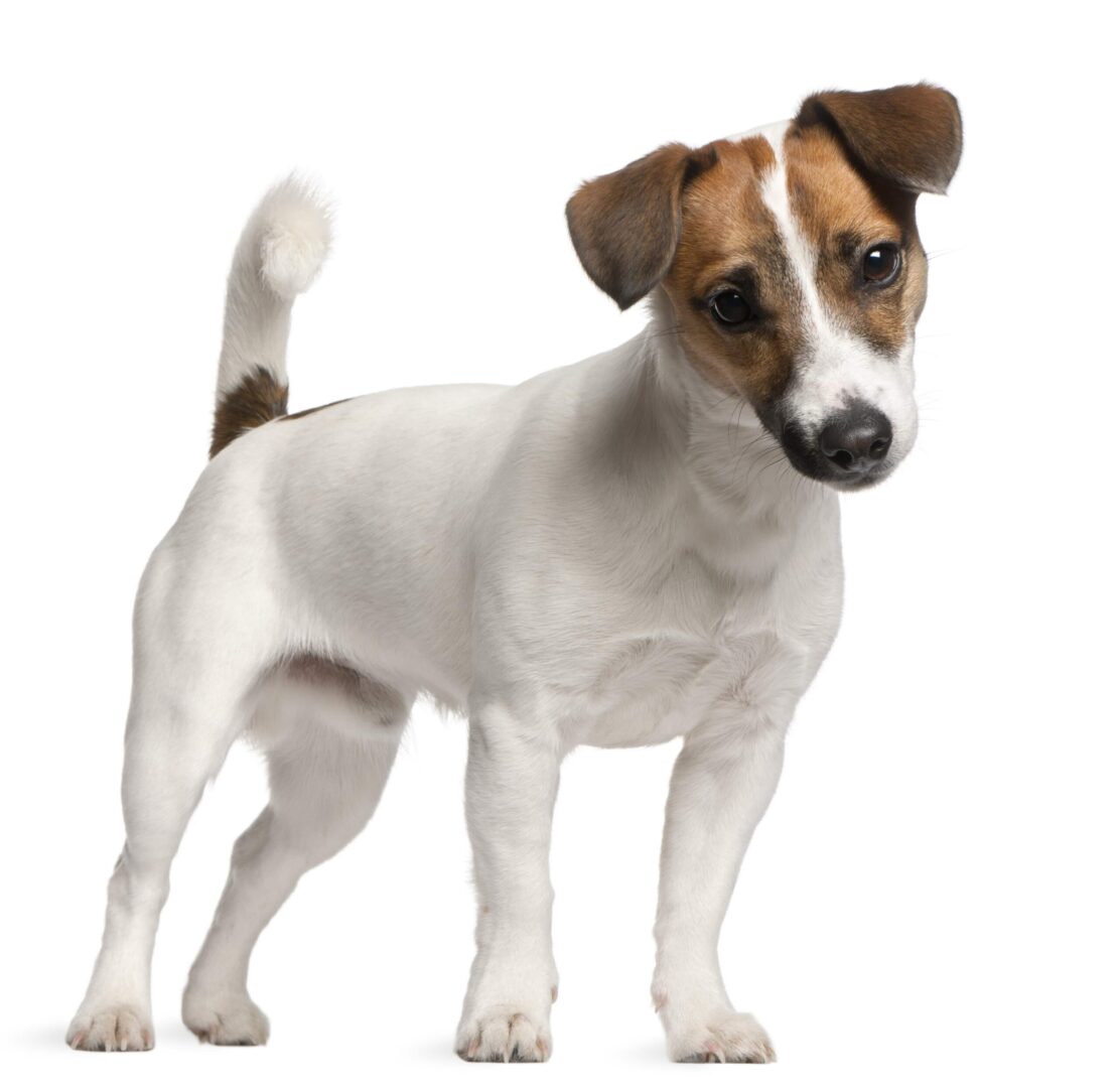 Jack Russell Terrier