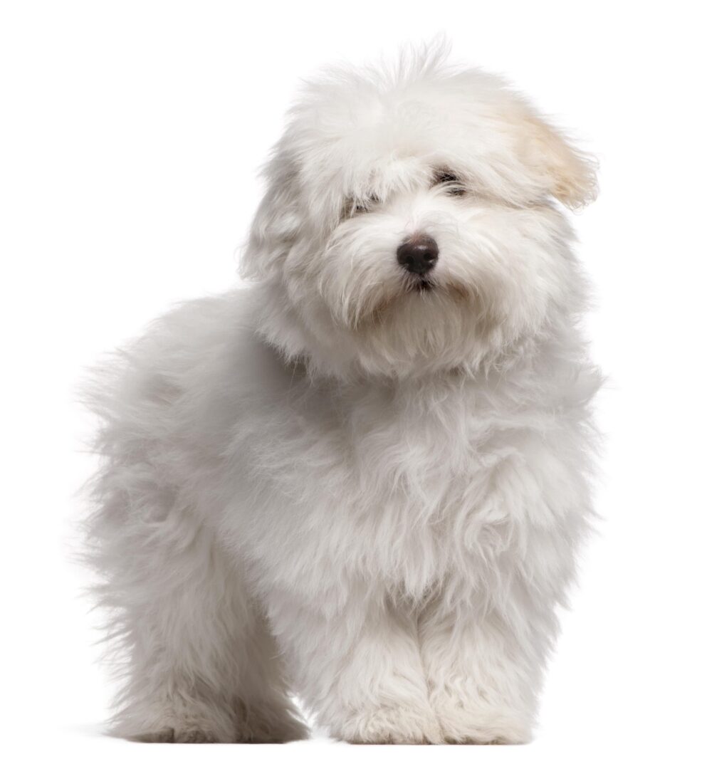 Coton de Tulear