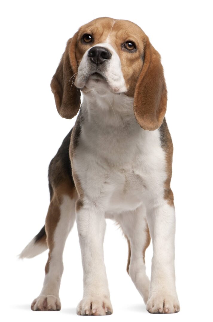 Beagle