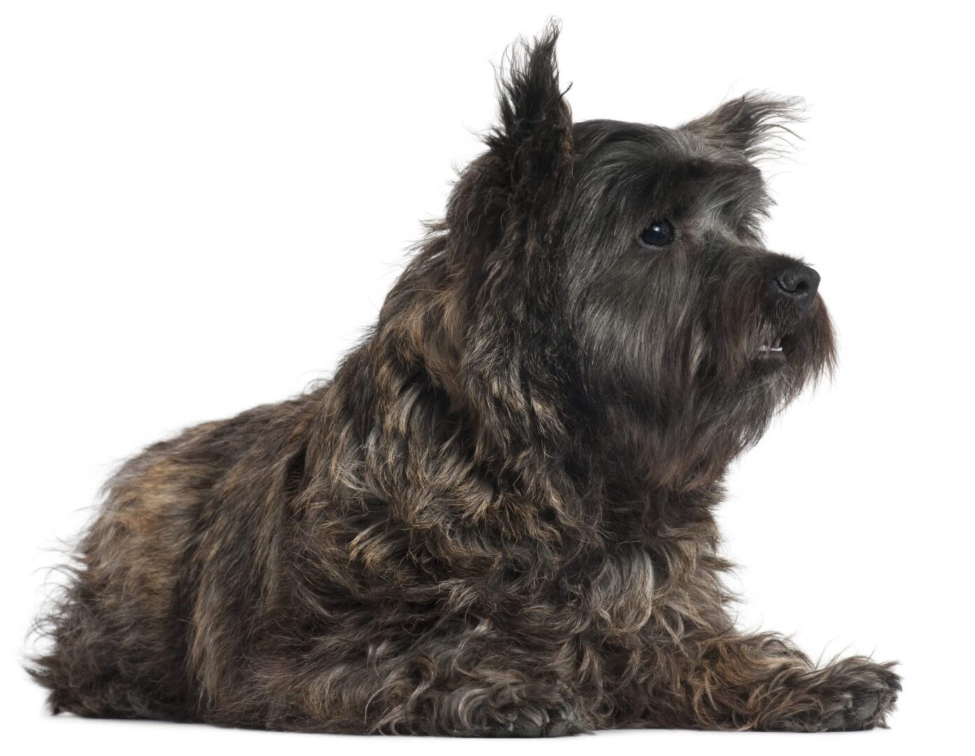 Affenpinscher