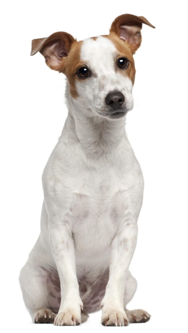 Jack Russell Terrier