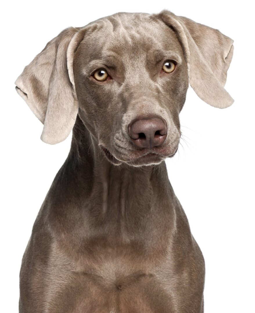 Weimaraner