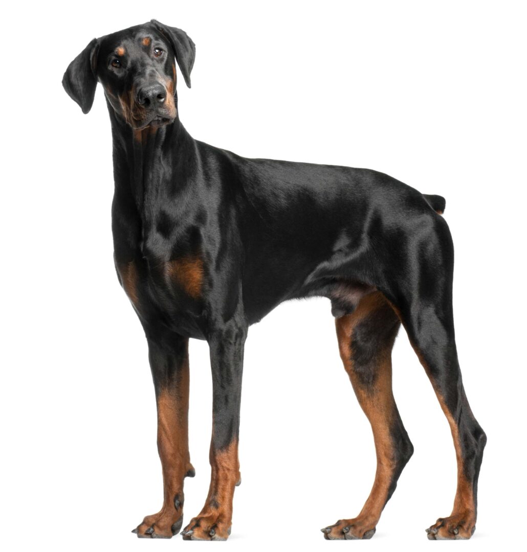 Doberman Pinscher