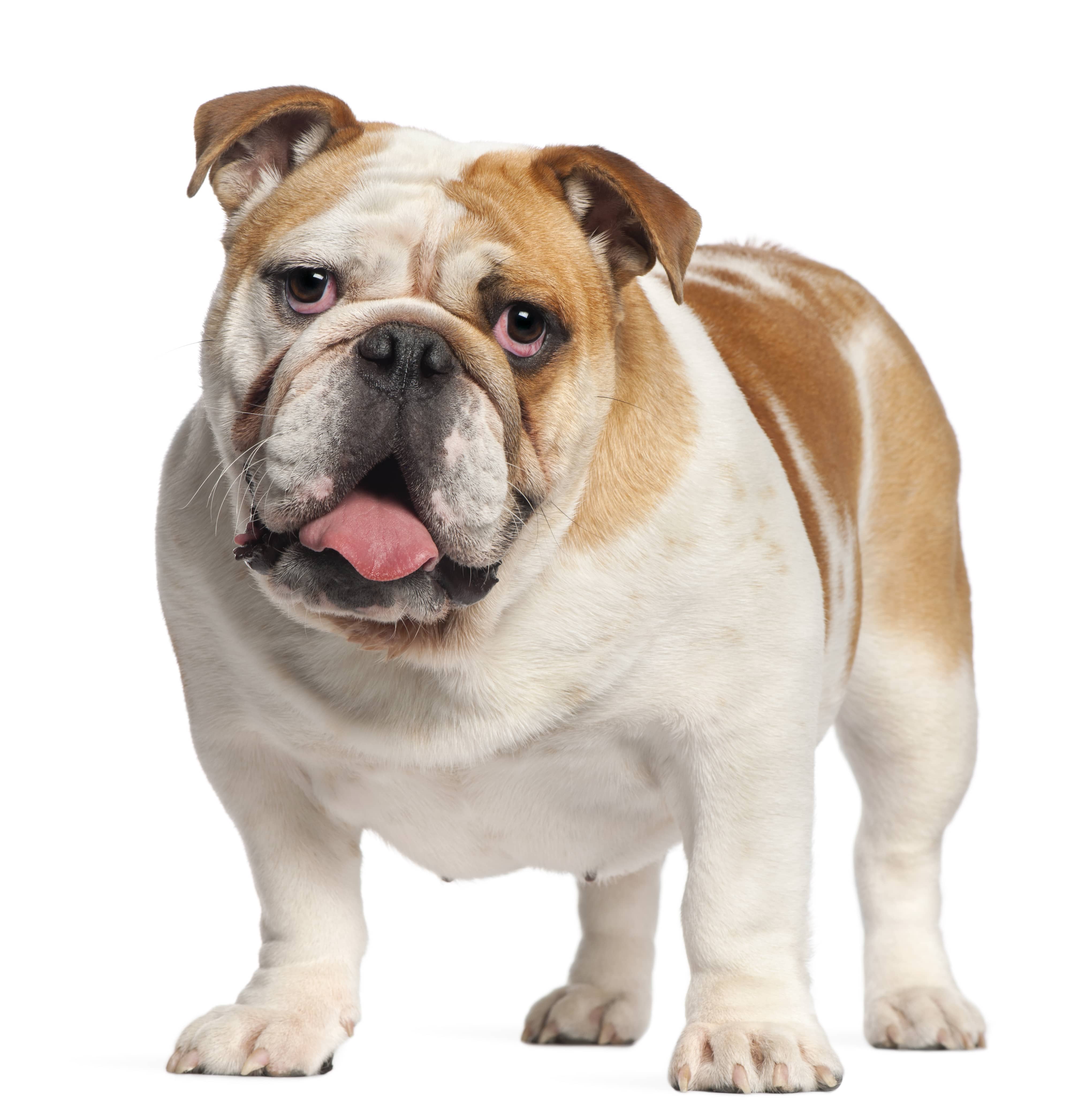 English Bulldog