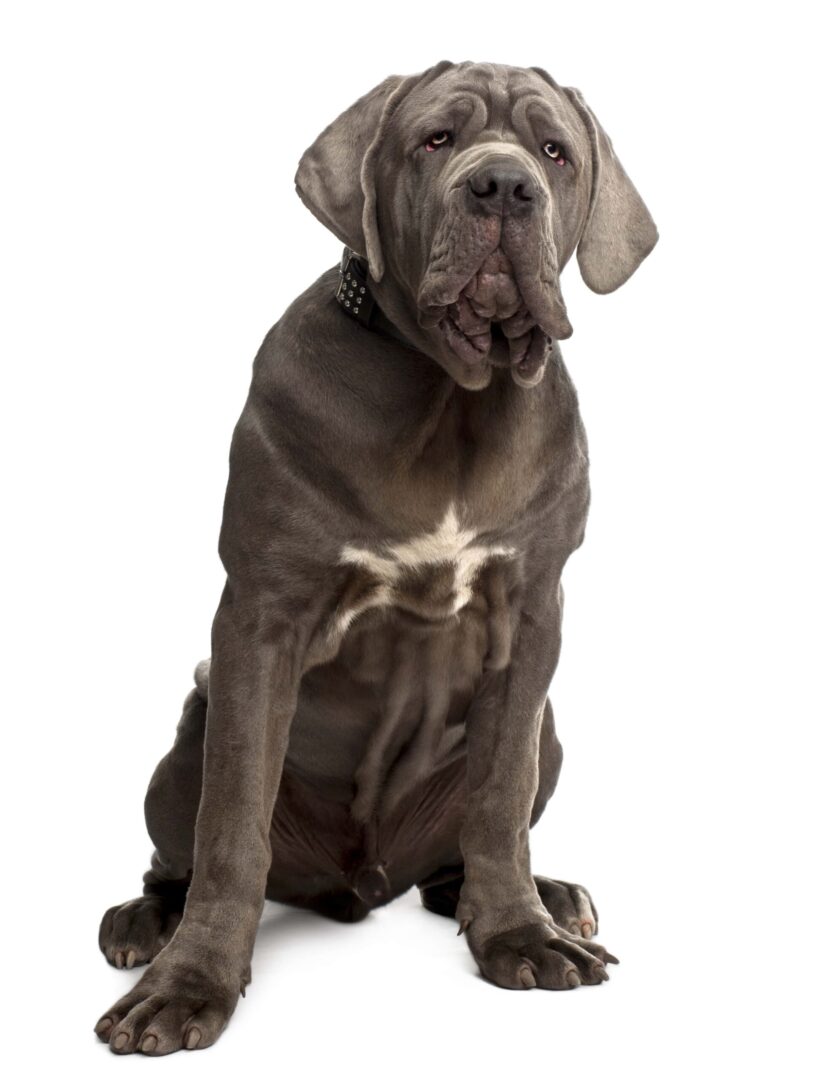 Neapolitan Mastiff