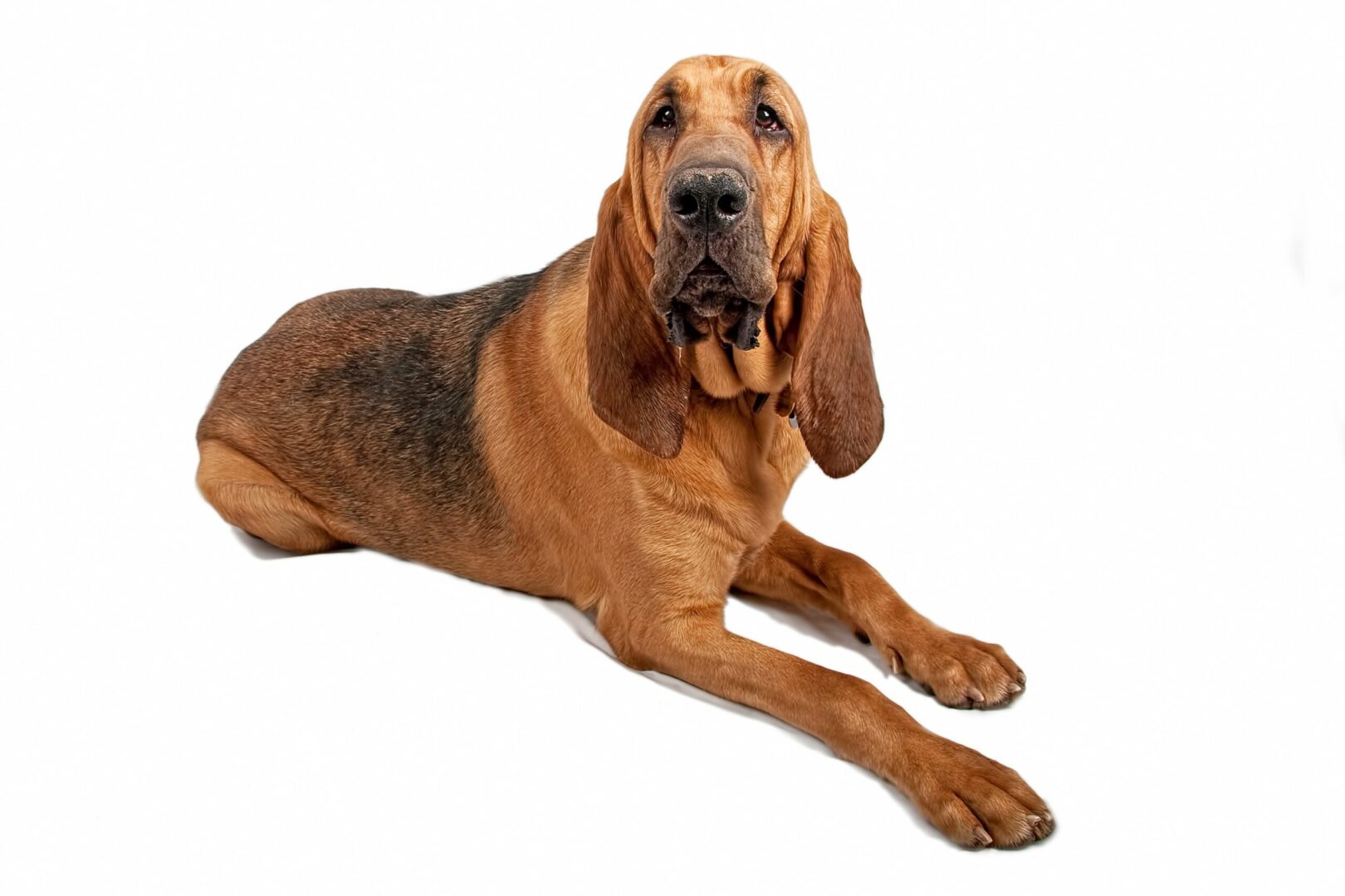 Bloodhound