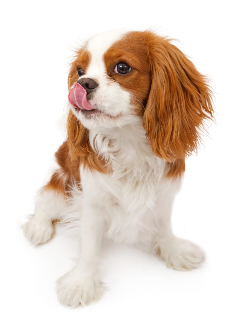 Cavalier King Charles