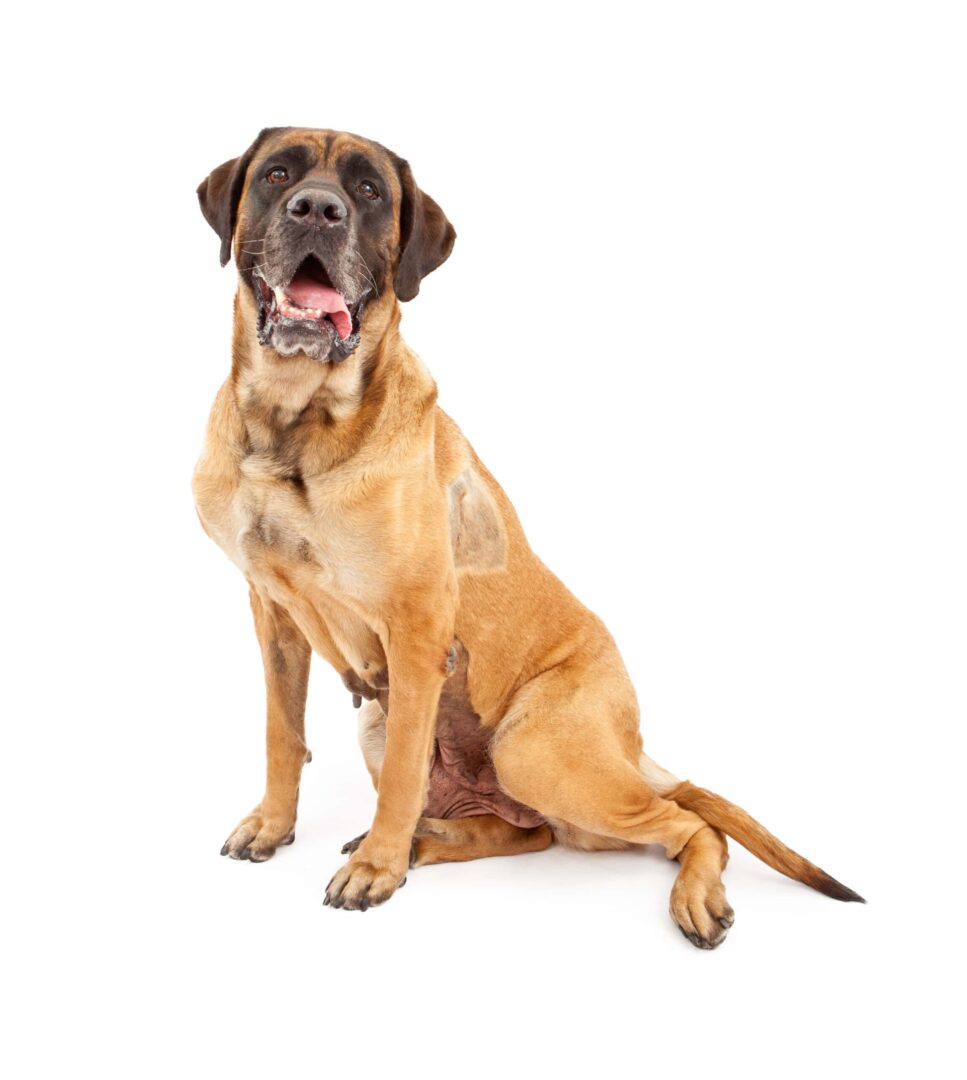 English Mastiff