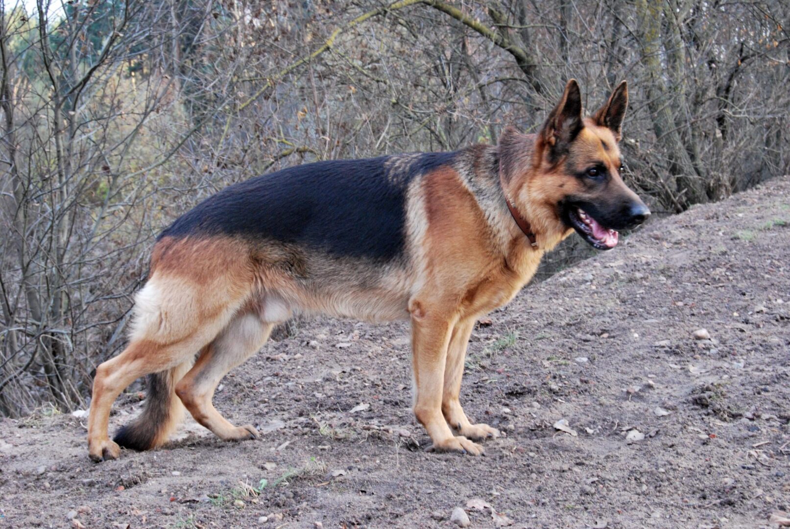 German Shepherd