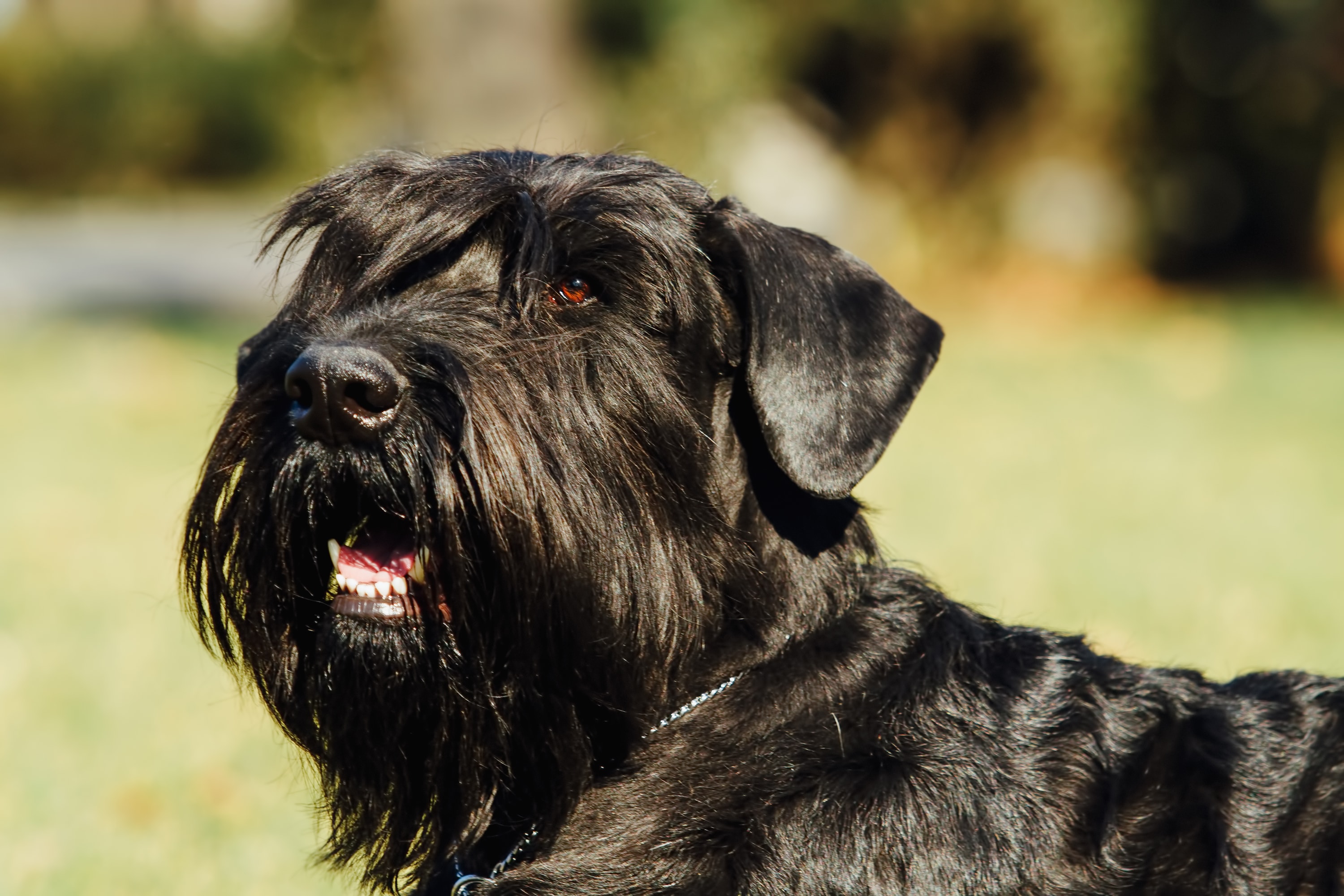 Giant Schnauzer