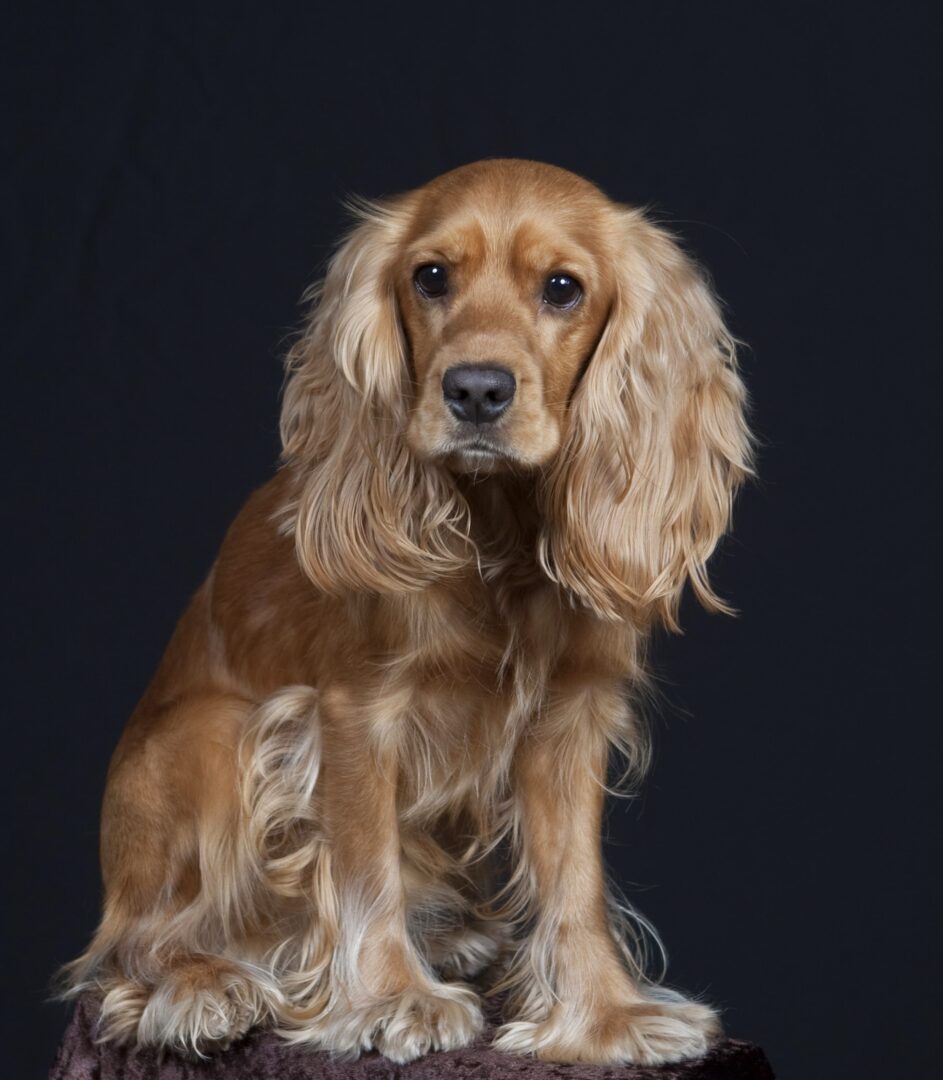 English Cocker Spaniel