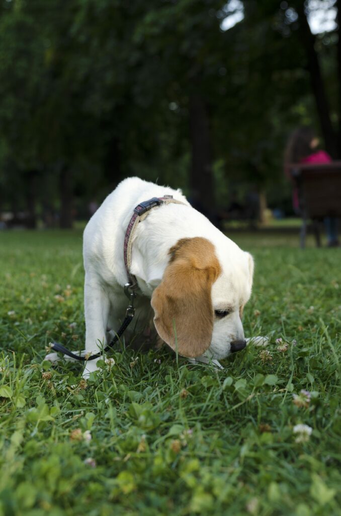 why-do-feet-smell-like-popcorn-learn-the-surprising-truth-simply