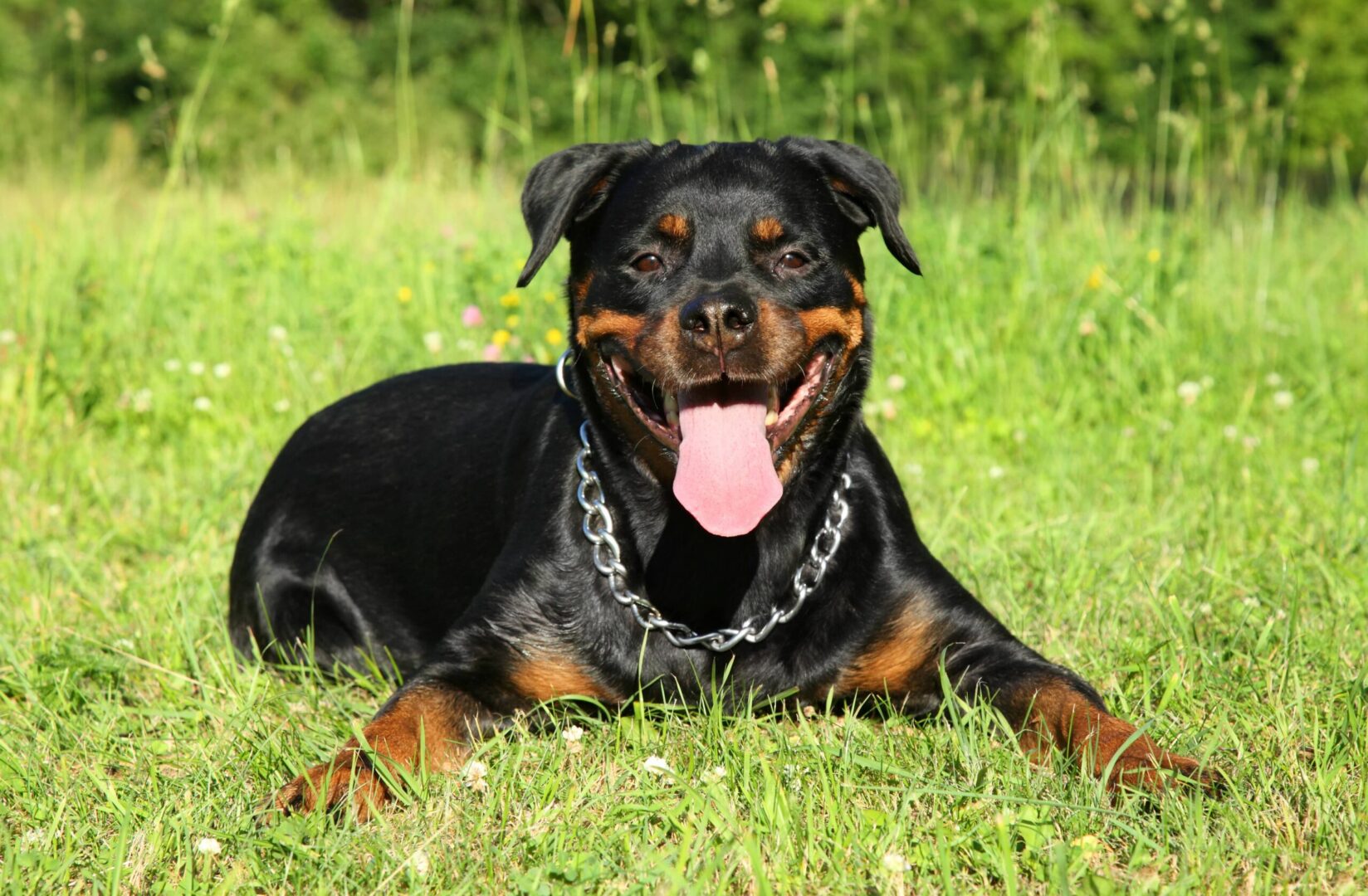 Rottweiler