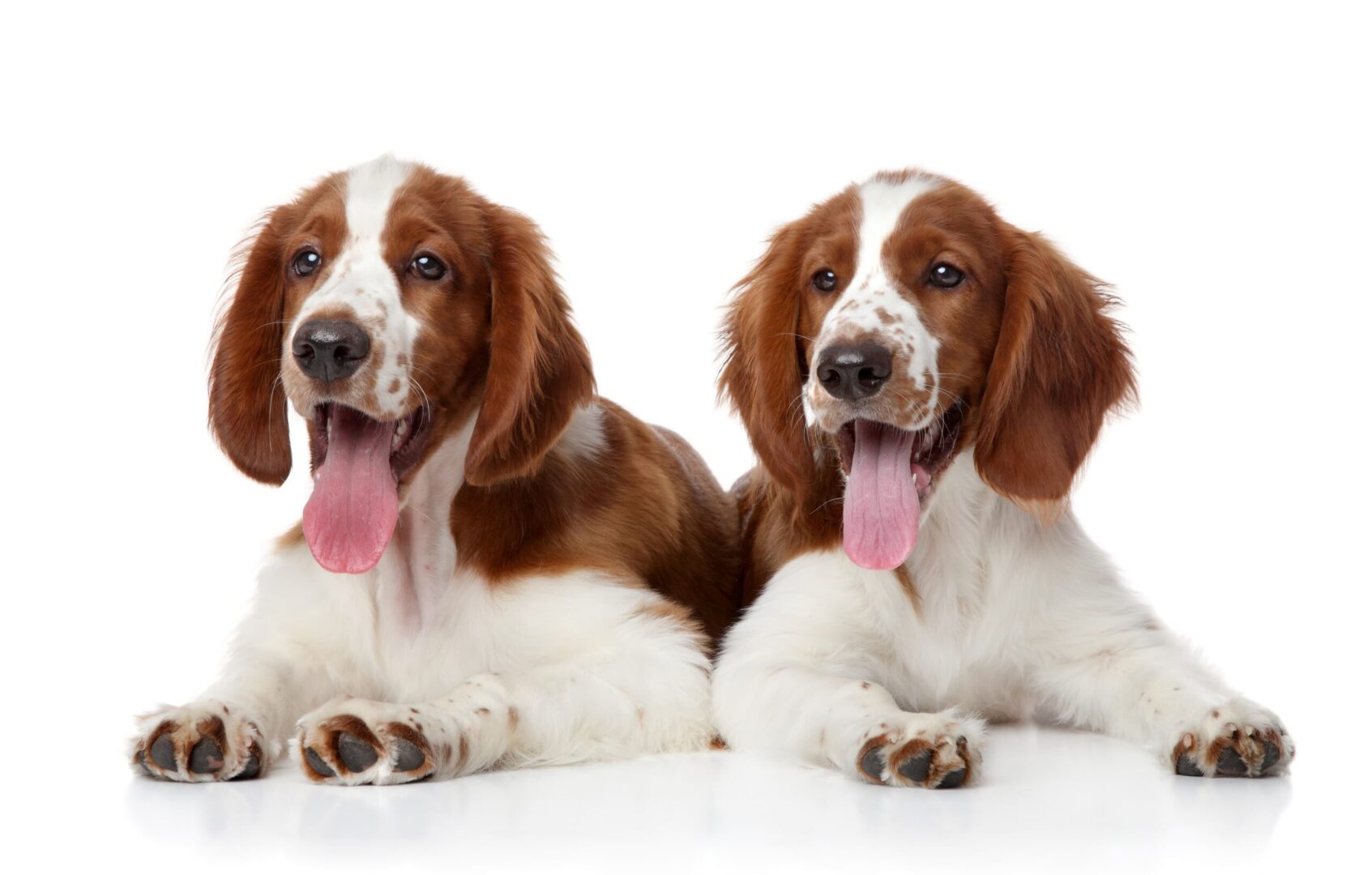 Welsh Springer Spaniel