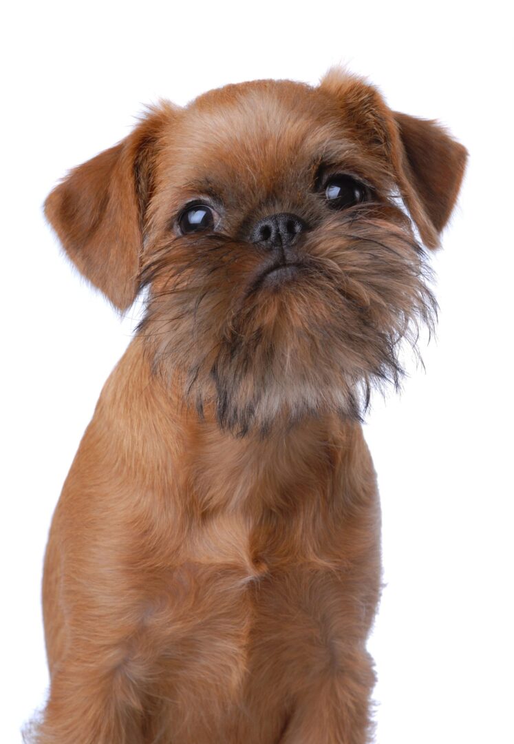 Brussels Griffon