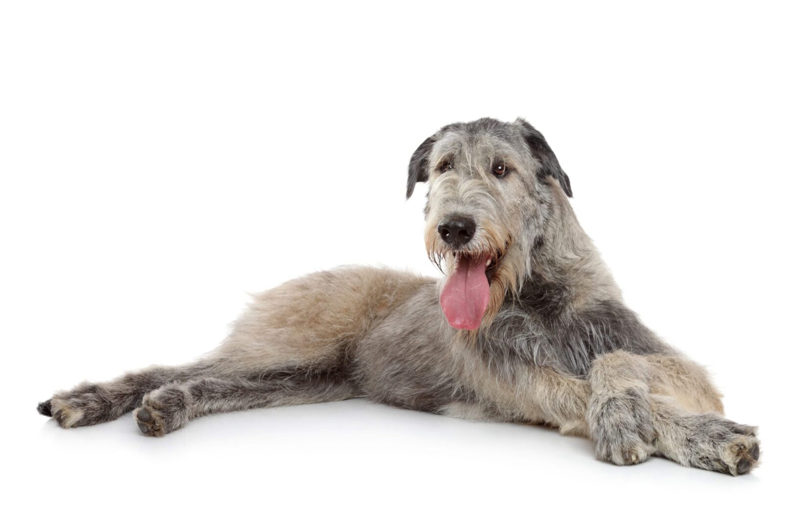 Irish Wolfhound