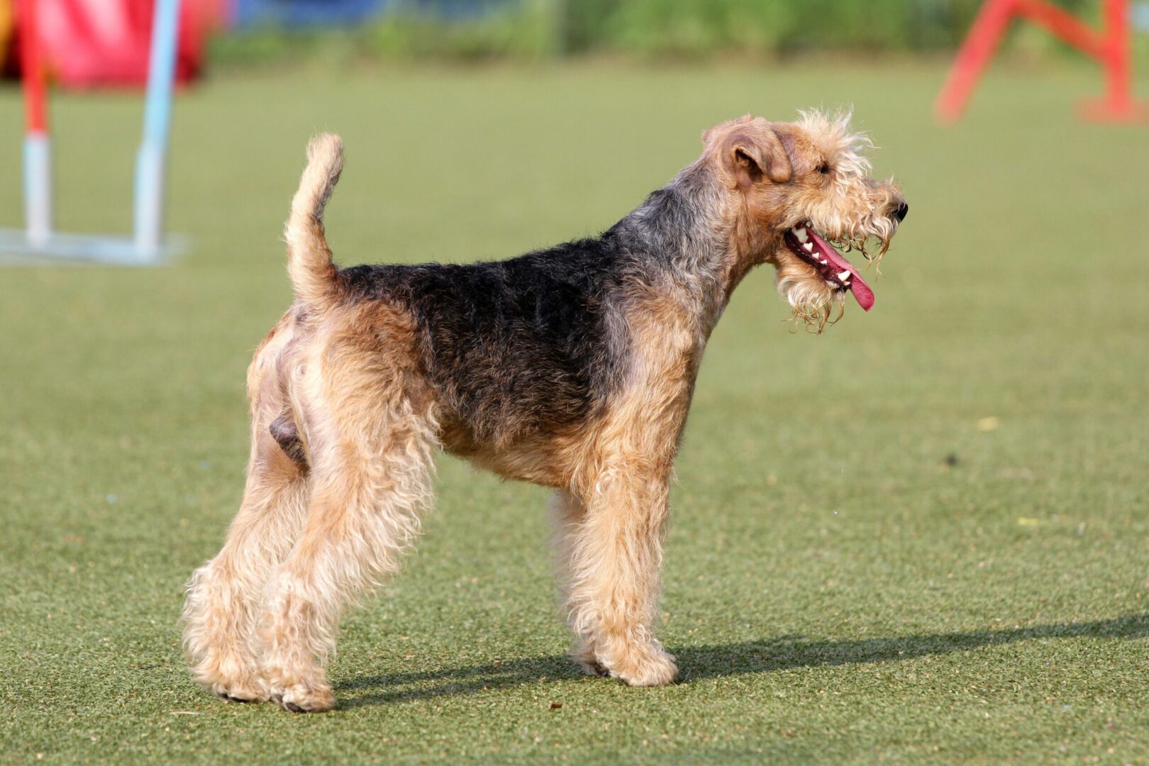 Lakeland Terrier