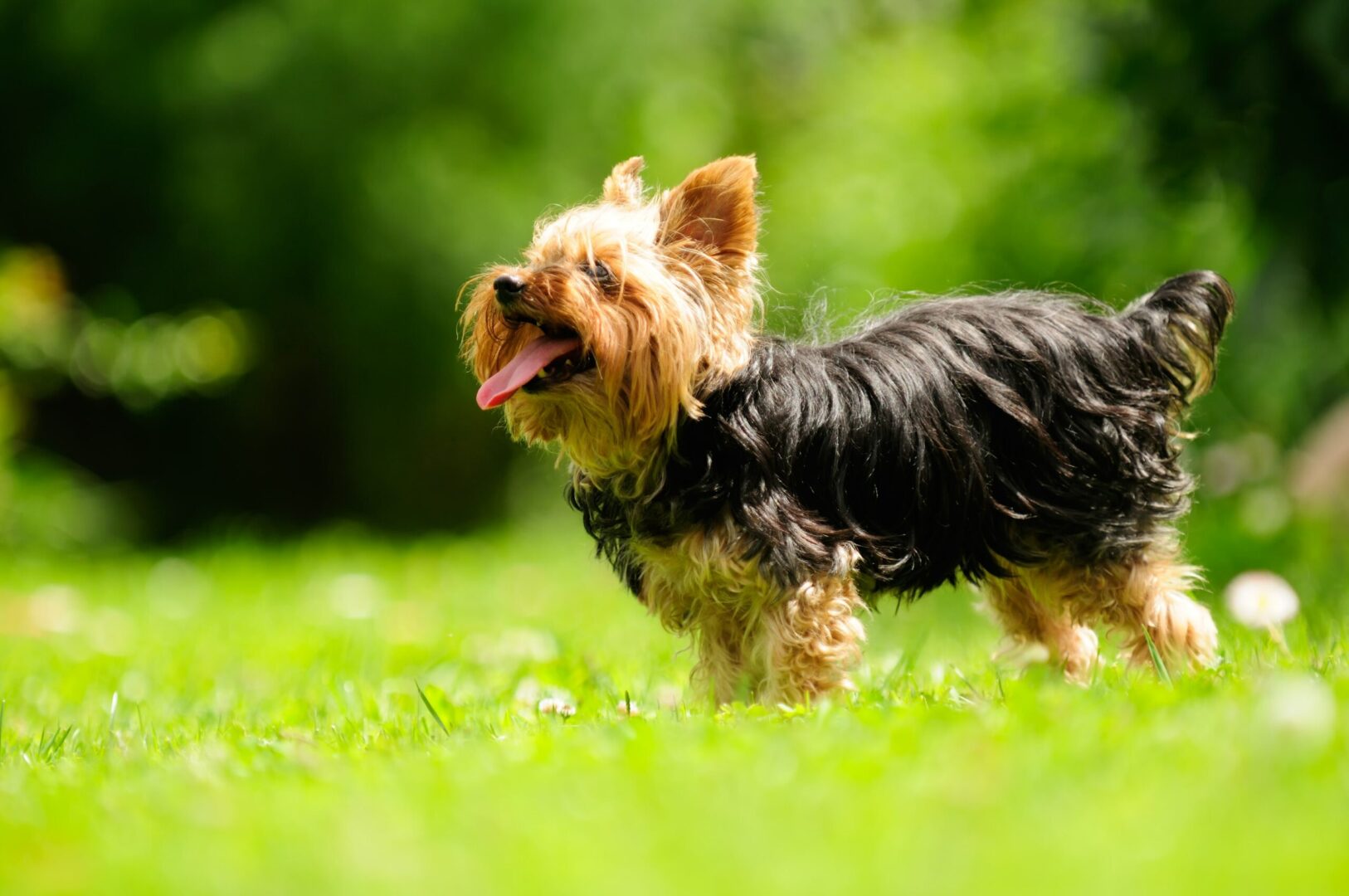 Yorkshire Terrier