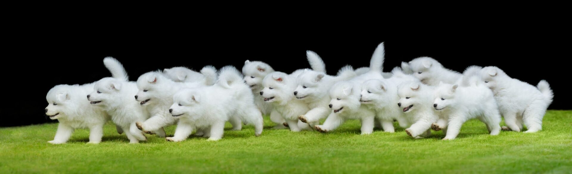 Samoyed Puppy