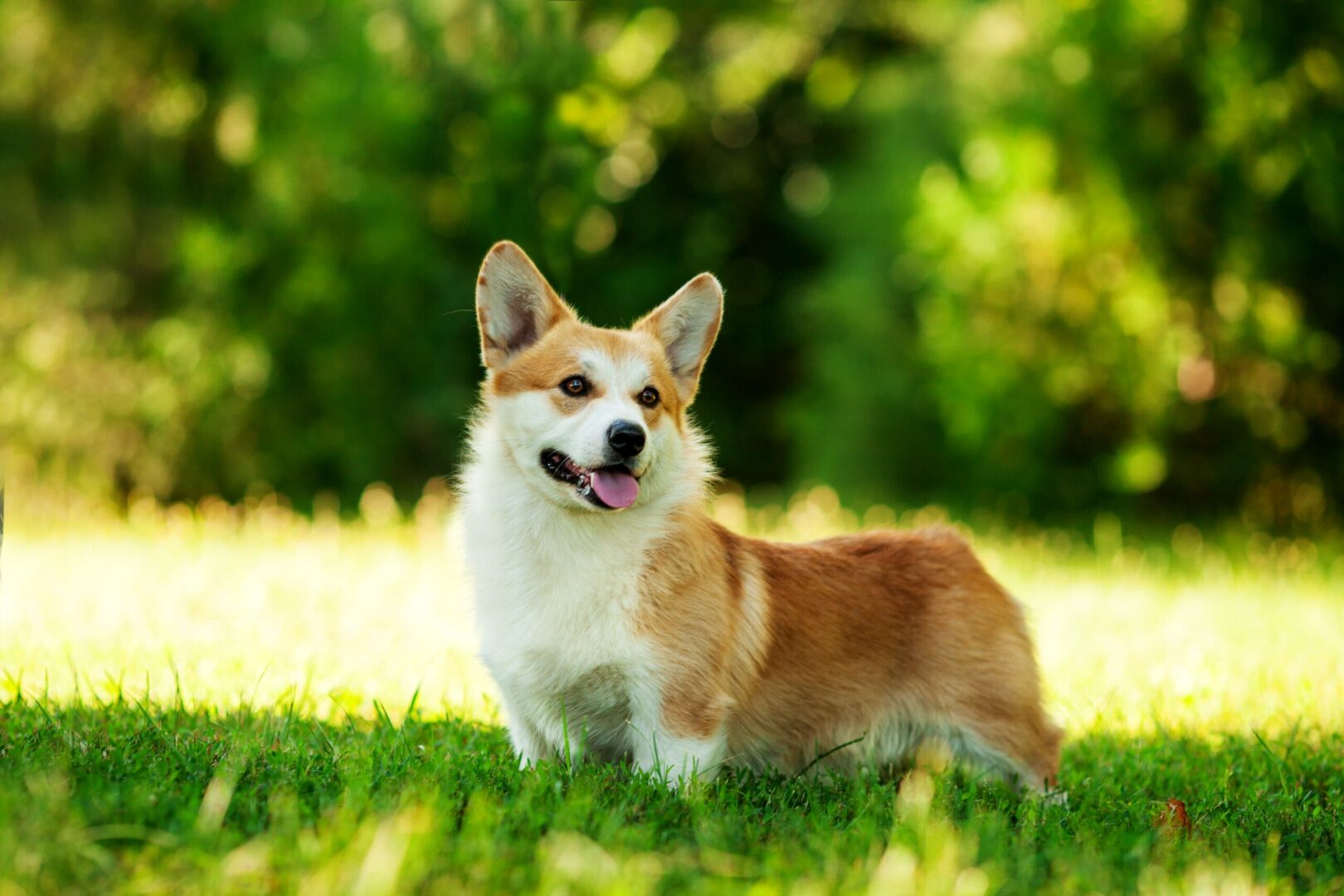 Canine Graying