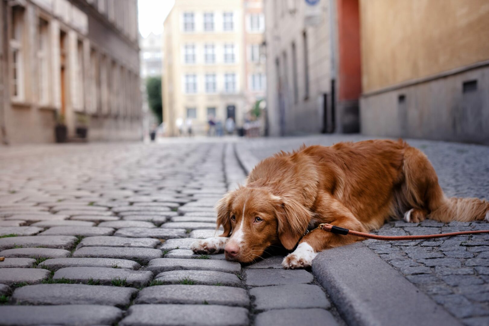 Nova Scotia Duck Tolling Retriever