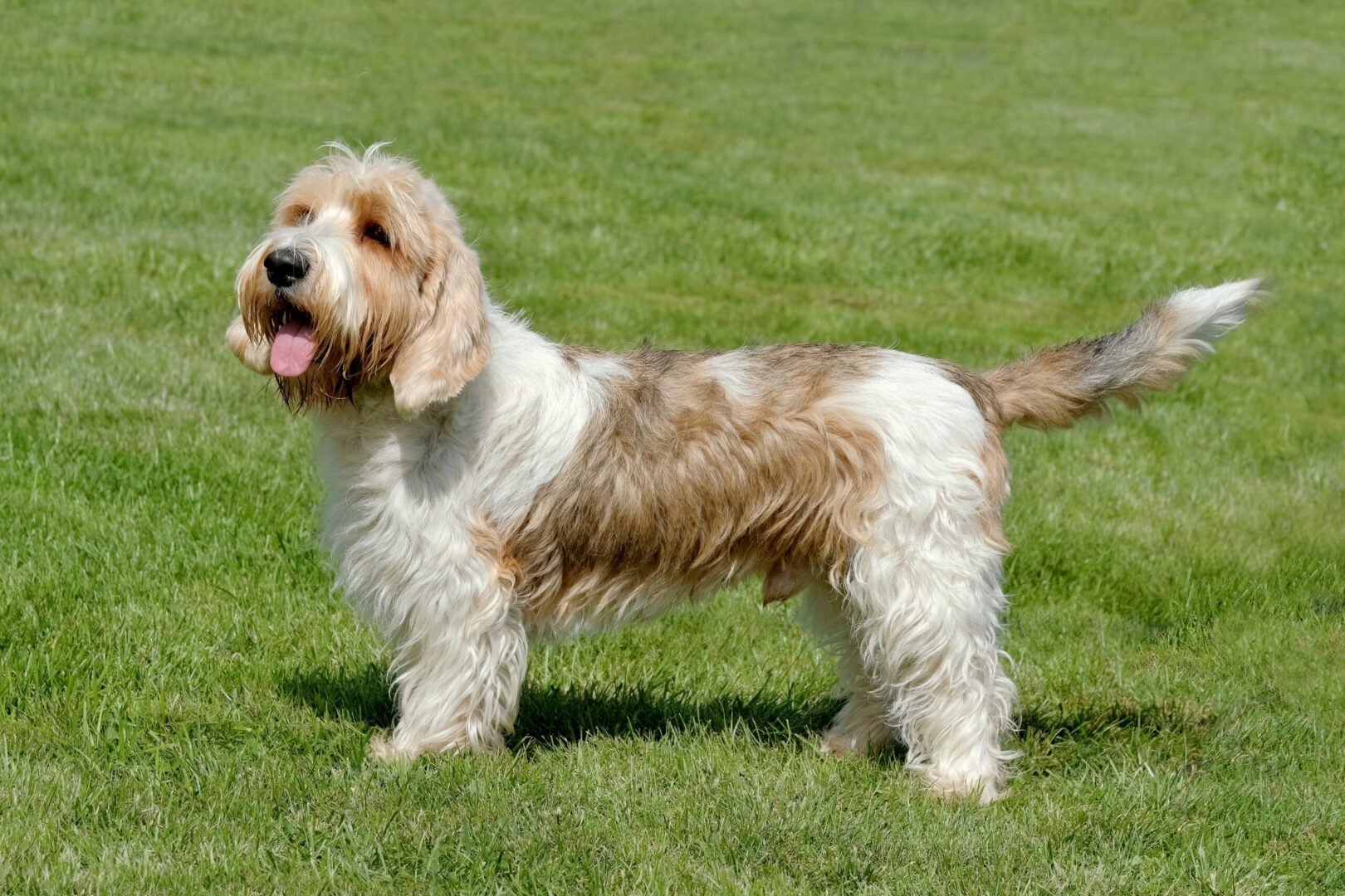 Petit Basset Griffon Vendéen