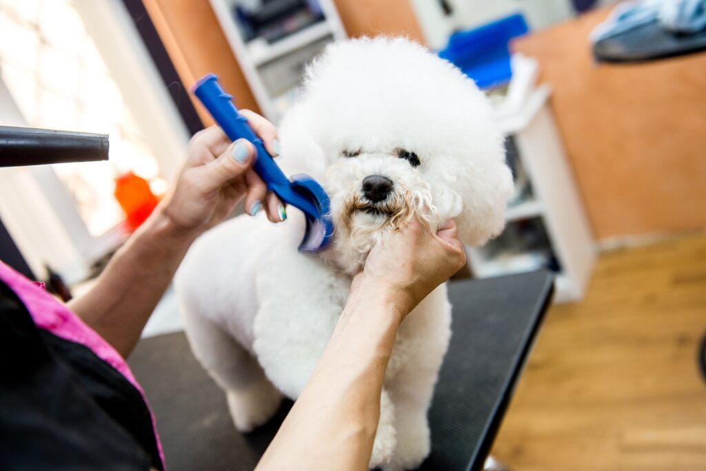 Looking for the Best Slicker Brush for Dogs? Here are Ash’s Picks