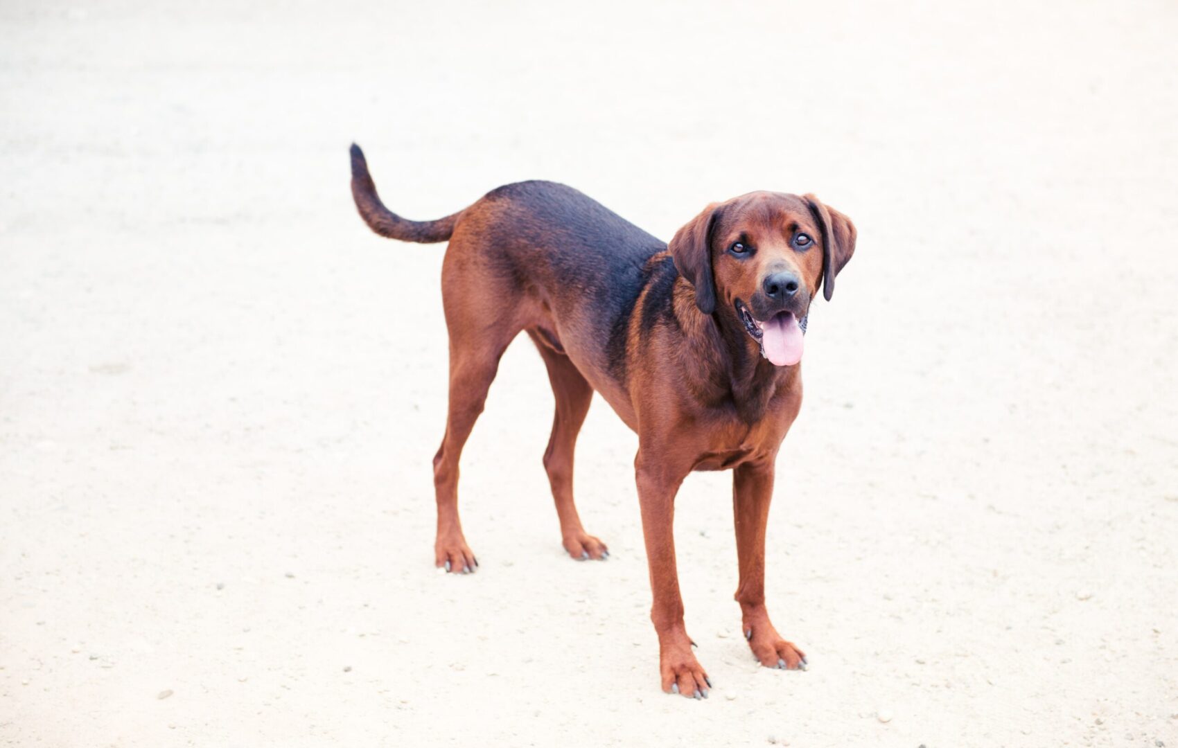 Redbone Coonhound