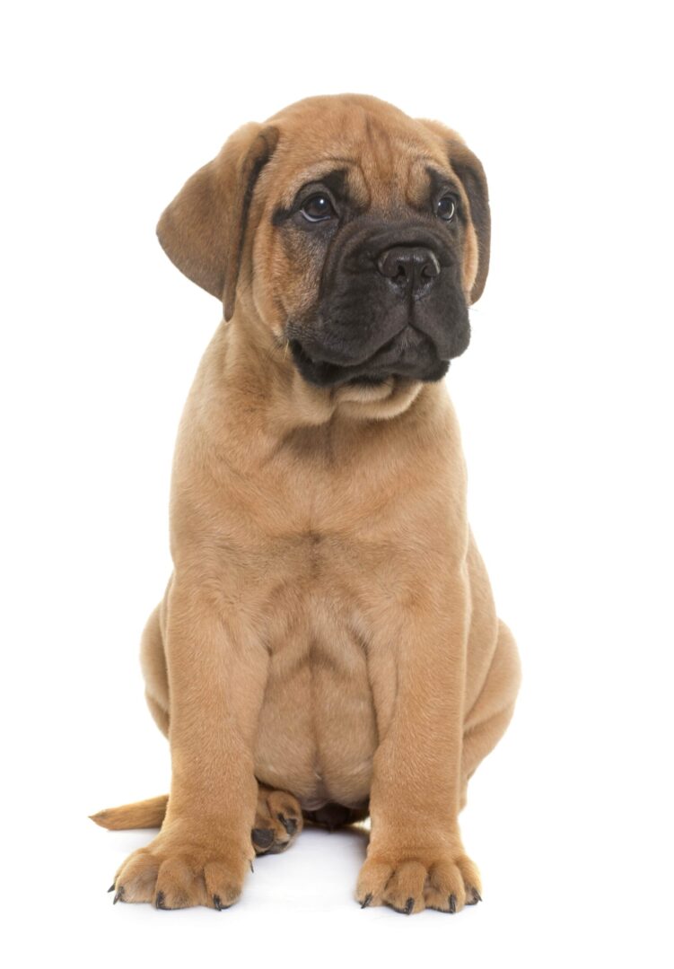 Bull Mastiff