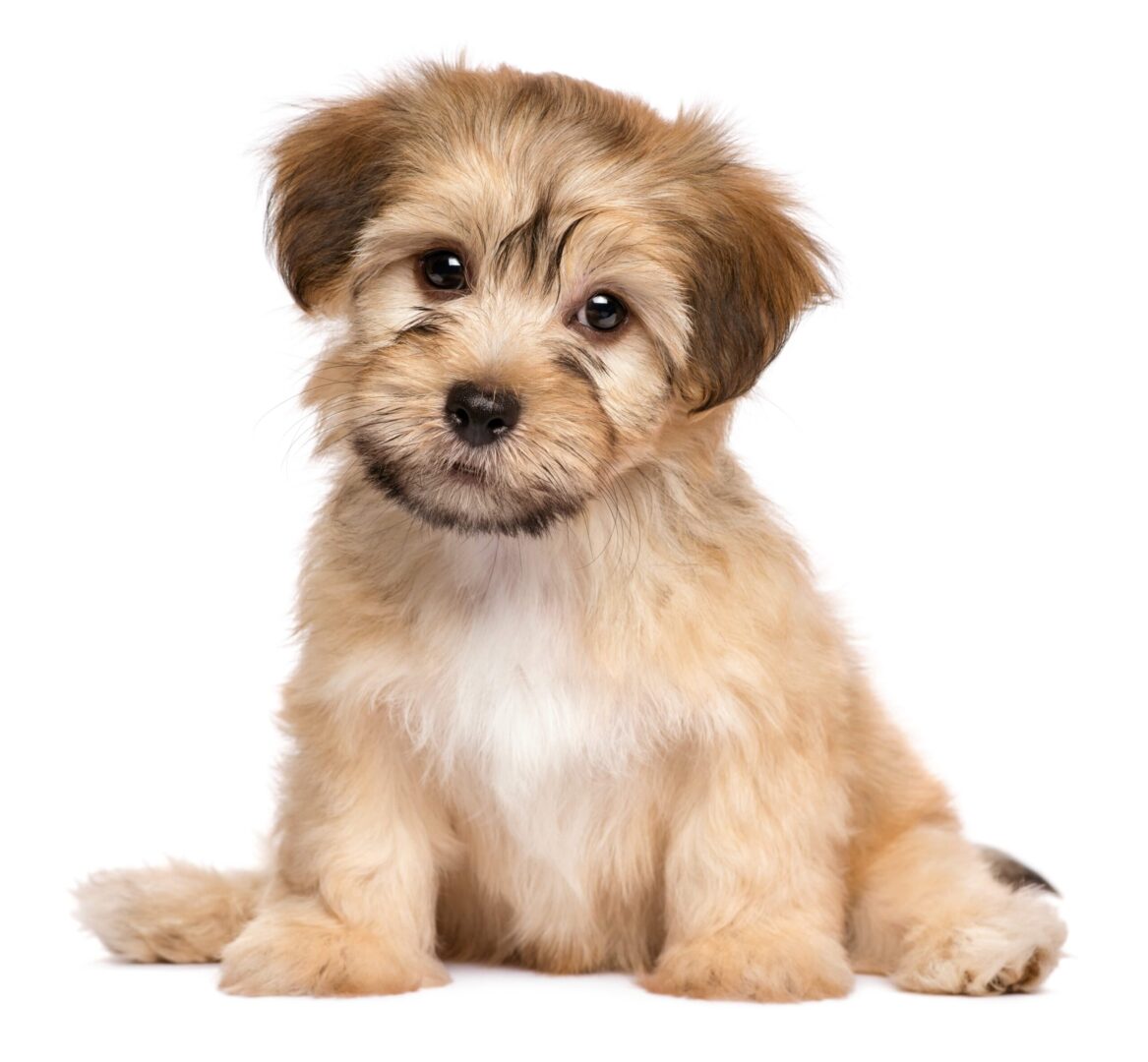 Havanese