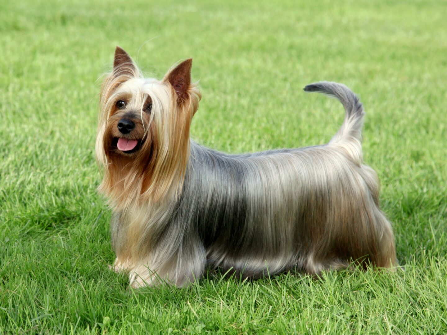 Silky Terrier