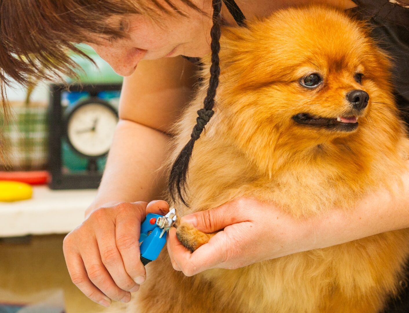 Dog’s Toenails