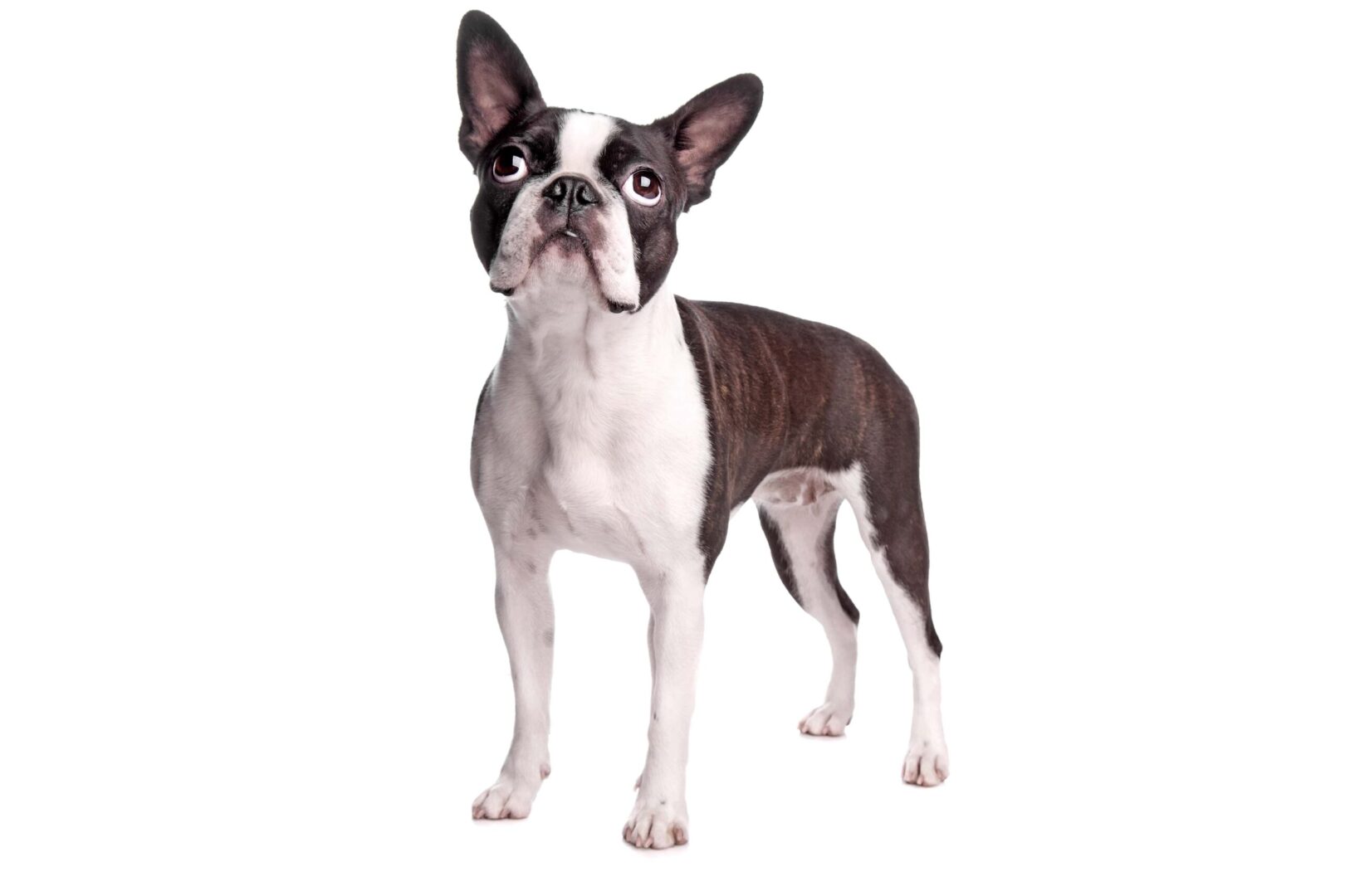 Boston Terrier