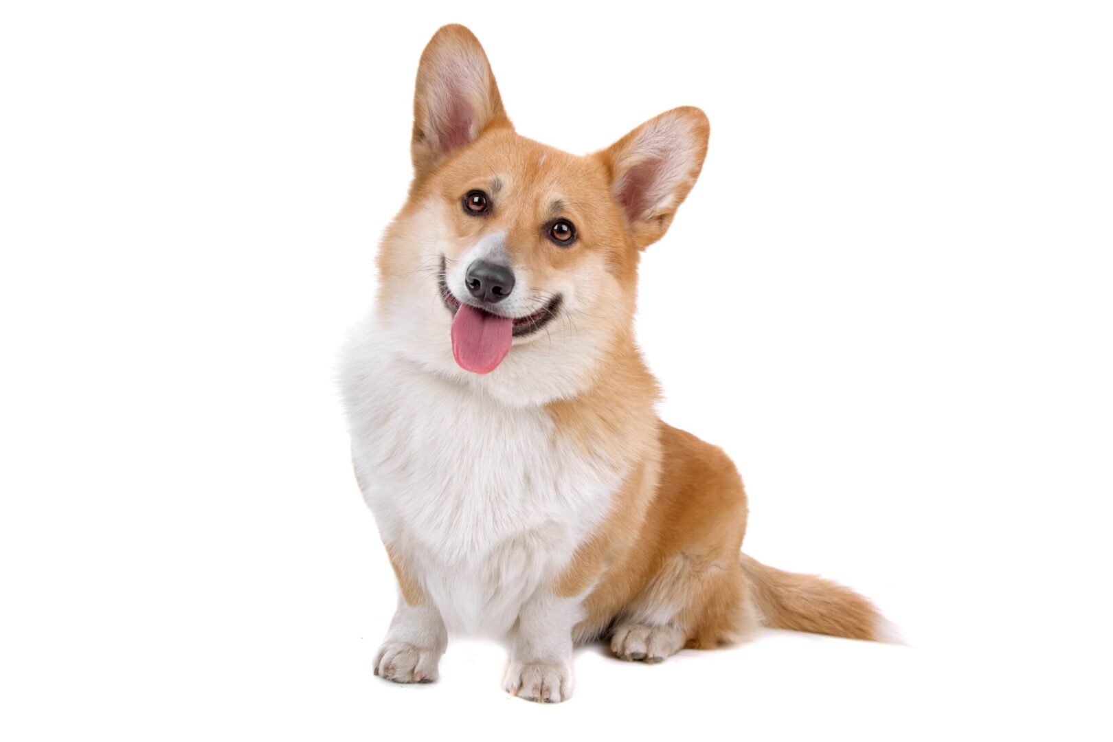 Pembroke Welsh Corgi