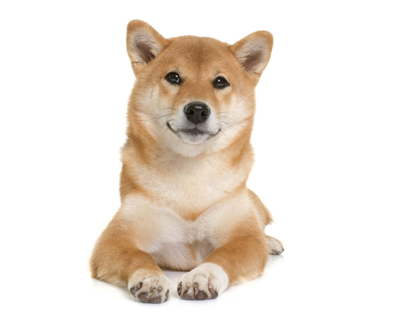 The Shiba Inu